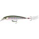 Rainbow Trout