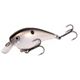 Gizzard Shad