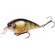 Yellow Perch