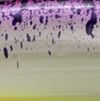 Rave
