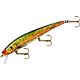 Rainbow Trout