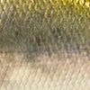 Common Shiner
