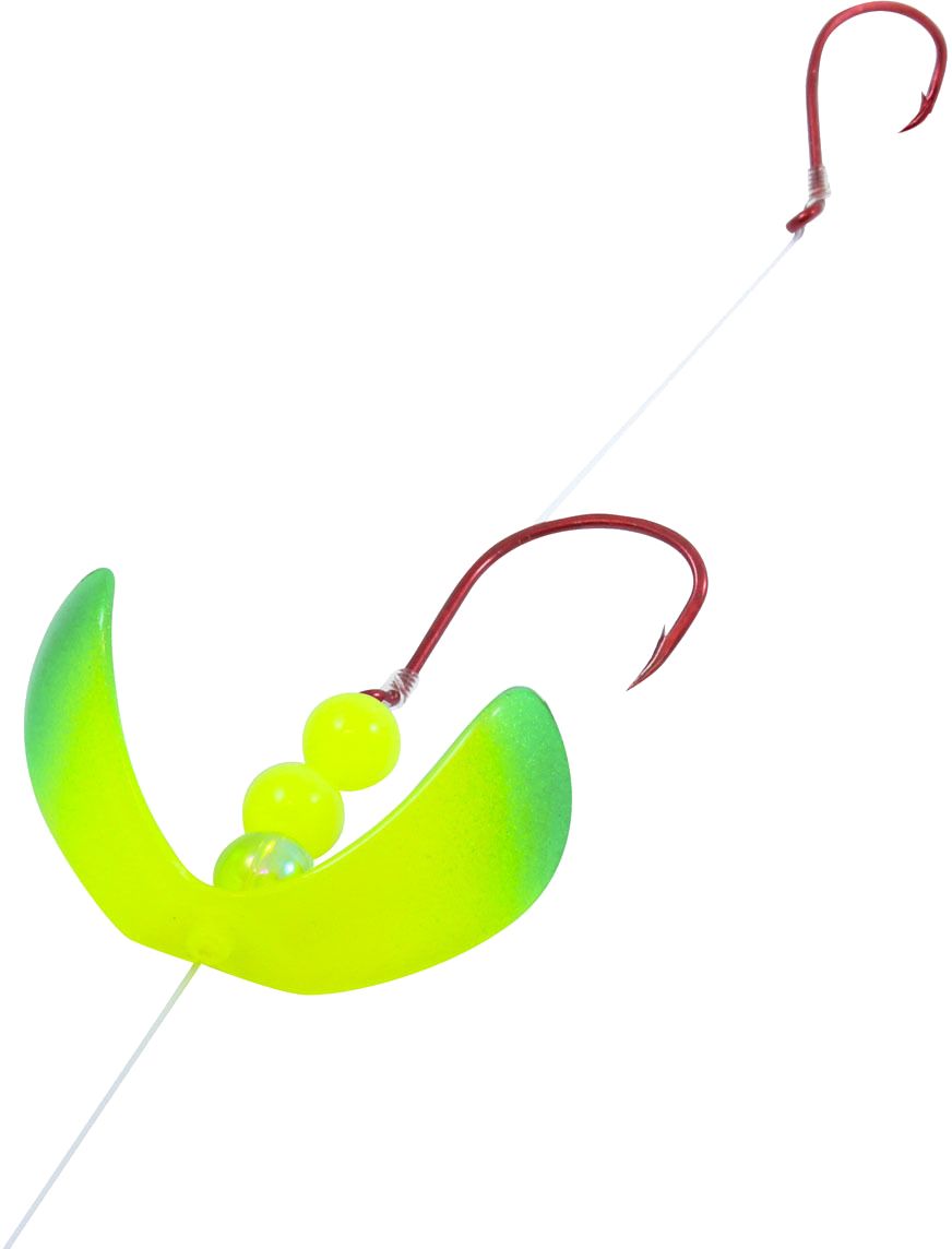 Parakeet