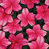 Azaleas Of Augusta
