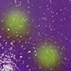 Uv Wildberry