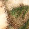 Realtree Edge