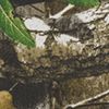 Brown/Realtree