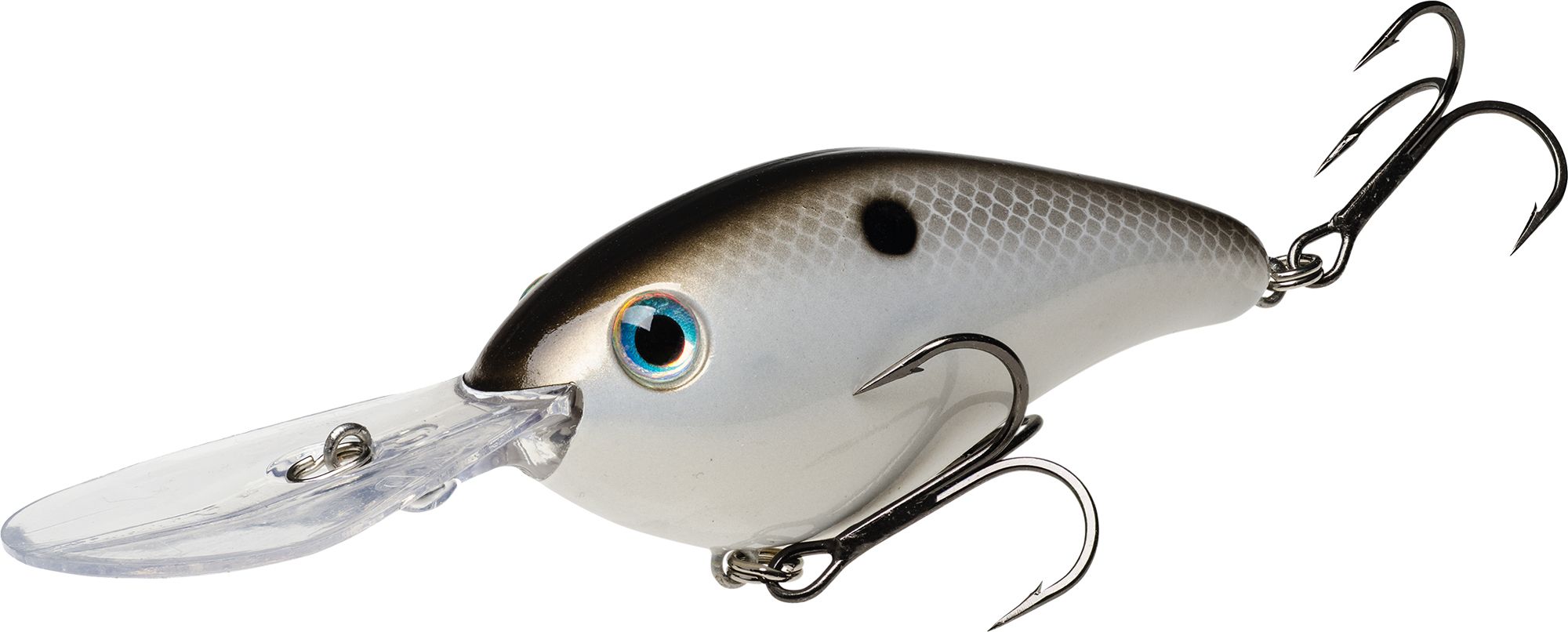 Gizzard Shad
