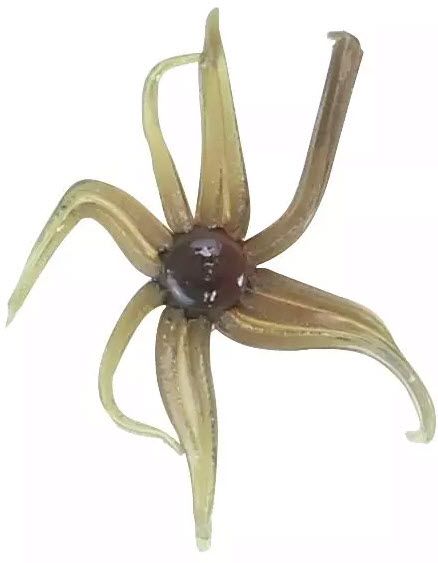 Clam Outdoors Neki Soft Plastic