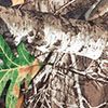 Realtree Edge