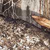 Realtree Edge