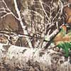 Realtree Edge