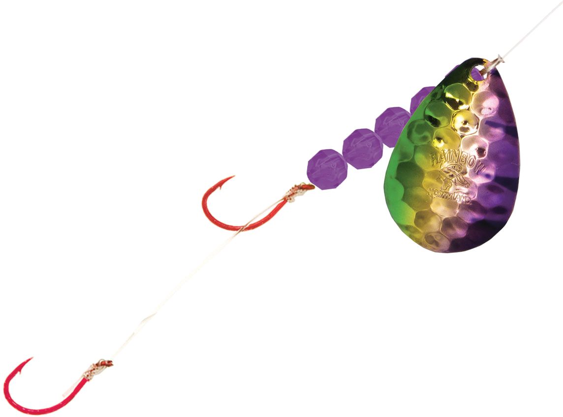 Purple Perch