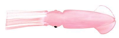 Pink Glow