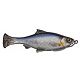Sexy Shad