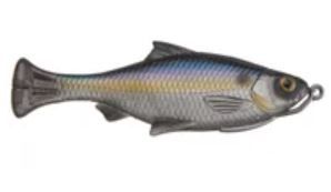 Shad
