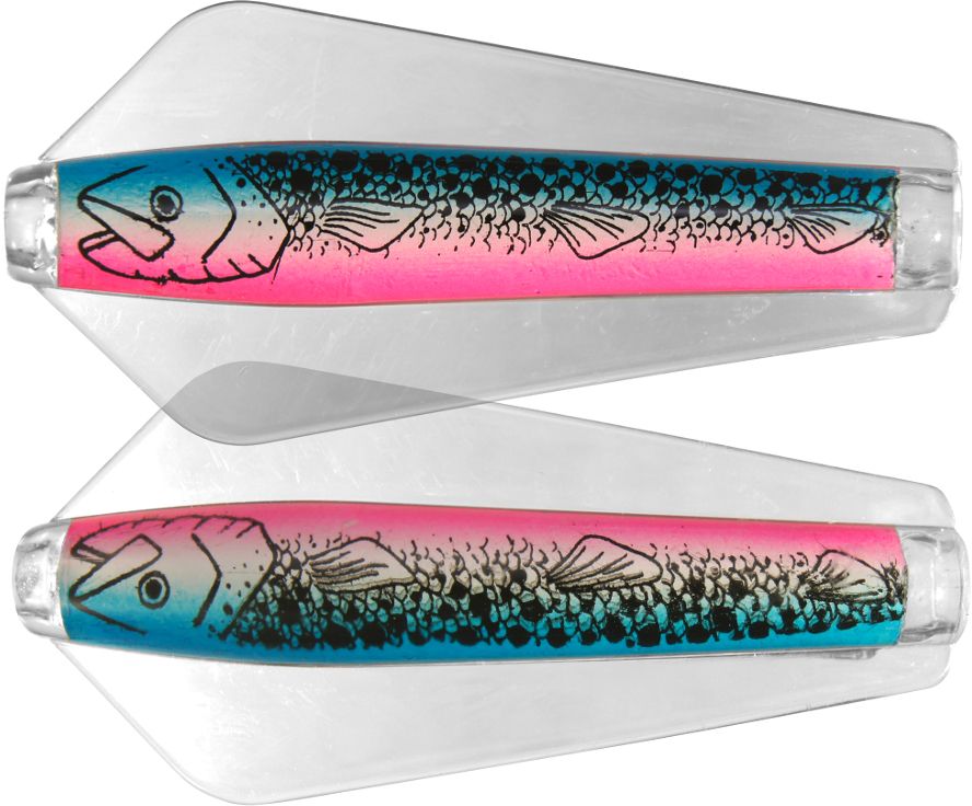 Rainbow Trout