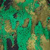 Optic Emerald/Camo Print