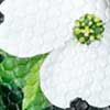 Dogwood
