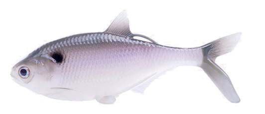 Purple Shad