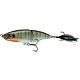 Bluegill Spawn