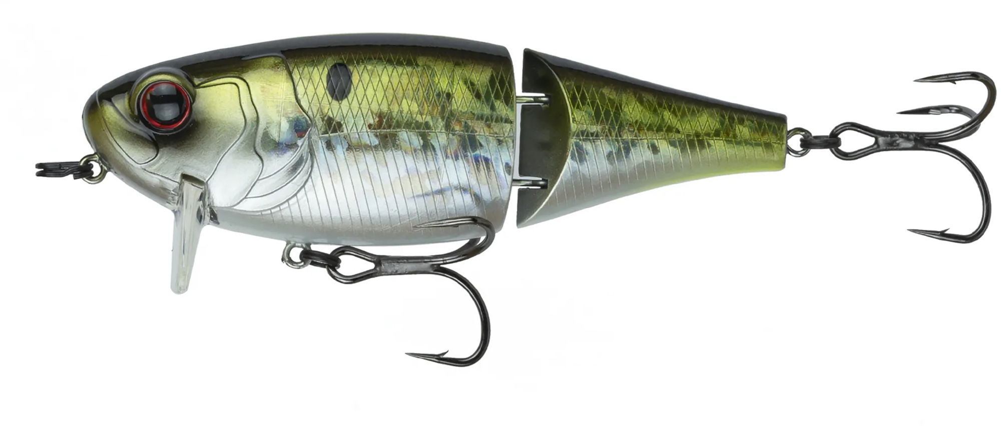 American Shad