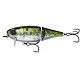 American Shad