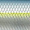 Blue Back Herring