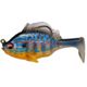 Cichlid