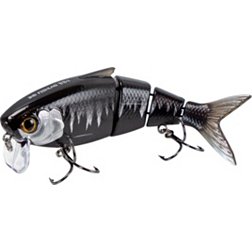 15+ Popular Fish With Black Stripes - FishLab