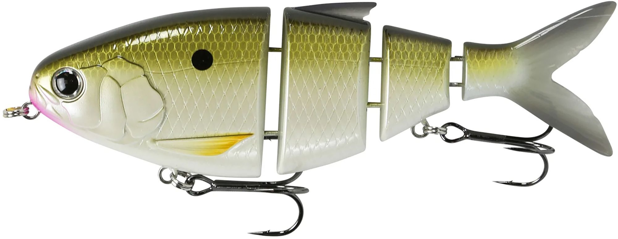 TN Shad