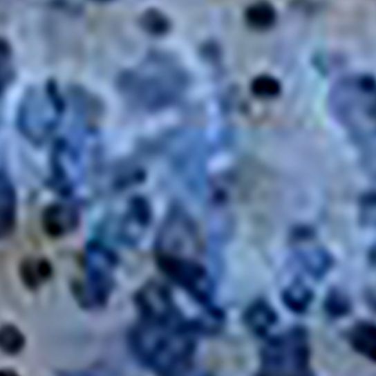 Oyster Shell