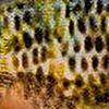 Natural Bream