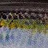Natural Shad