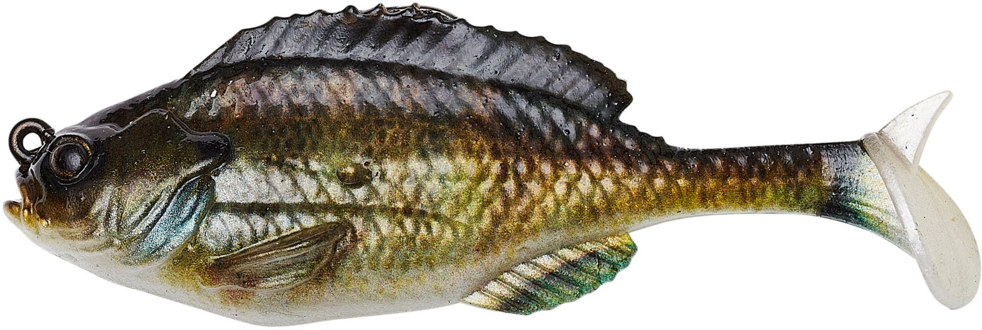 Bluegill