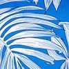 Pacific Palm
