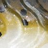 Smelt