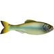 Ghost Minnow