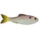 Ghost Pro Shad