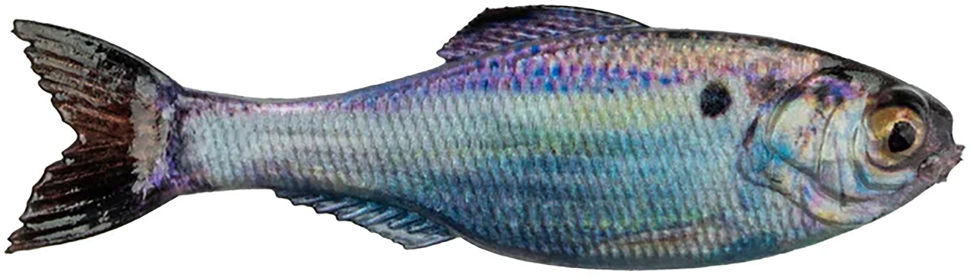 Live Gizzard Shad