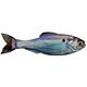 Live Gizzard Shad