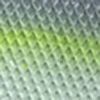 Wild Shad