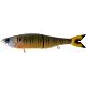 Live Bluegill