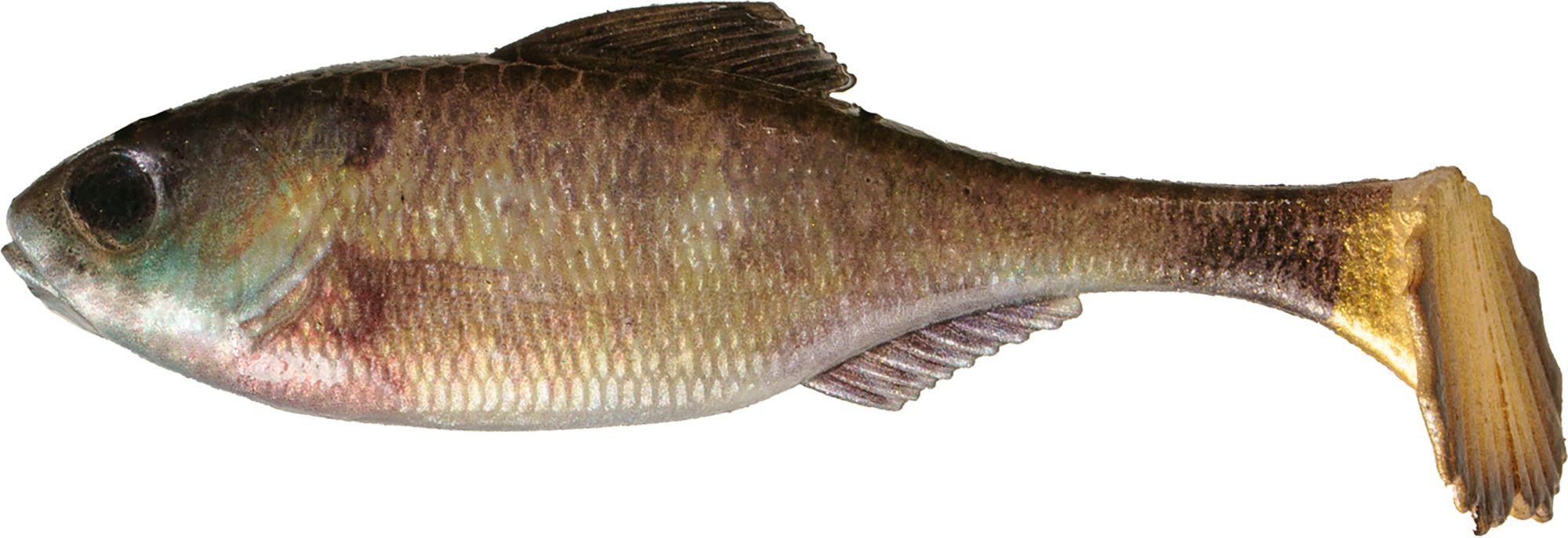 Live Bluegill