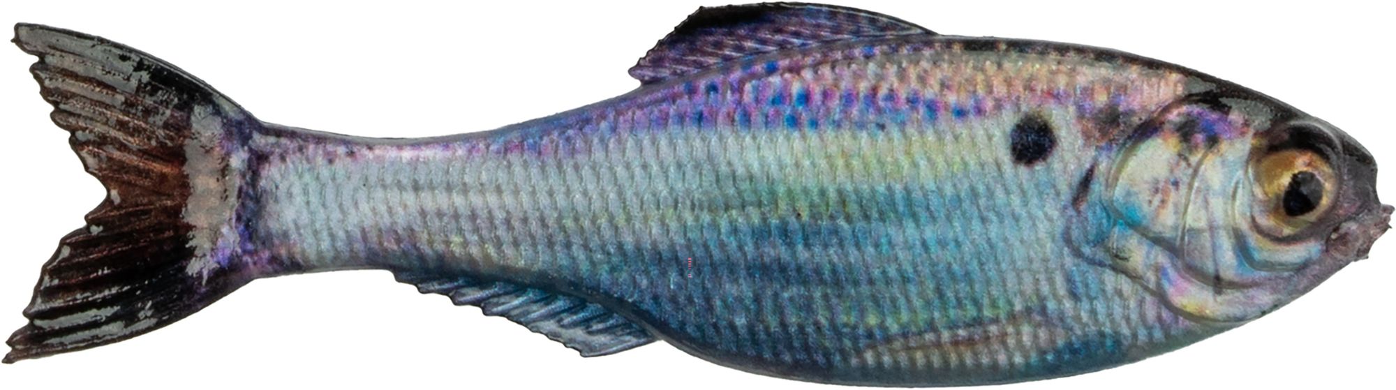 Baits & Lures
