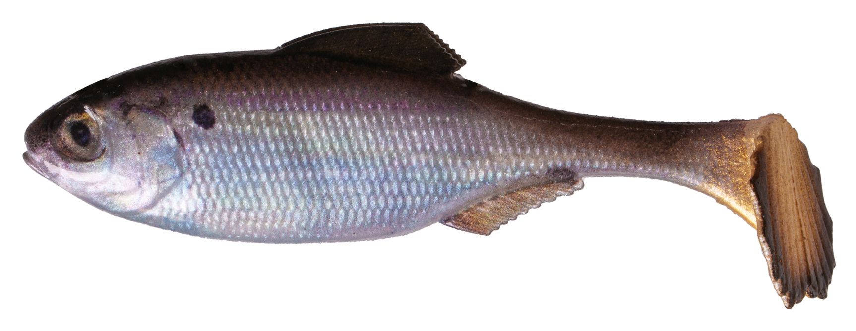 6th Sense Panorama Swimbait