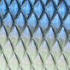 Blueback Herring