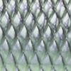 Wild Shad