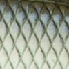 4K Shad