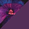 Purple Multi